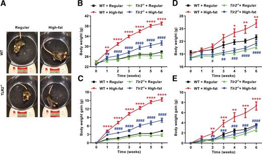 Figure 2. TLR2 KO attenuates high-fat diet feeding–induced increases in body weight and body weight gain. Eight-week-old WT and Tlr2−/− mice were randomly divided into two dietary groups and fed either regular chow or high-fat diet for 6 weeks. Body weight of individual animals was measured weekly until end of the experimental protocol. A: Representative pictures of male WT and Tlr2−/− mice fed with regular chow or high-fat diet for 6 weeks. B: Grouped data of weekly changes in body weight over the 6-week study period in WT and Tlr2−/− male mice fed high-fat diet (n = 7–8). C: Grouped data of weekly body weight gain in WT and Tlr2−/− male mice fed high-fat diet (n = 7–8). D: Grouped data of weekly changes in body weight over the 6-week study period in WT and Tlr2−/− female mice fed high-fat diet (n = 7). E: Grouped data of weekly body weight gain in WT and Tlr2−/− female mice fed high-fat diet (n = 7). Data are shown as mean ± SEM. *P < 0.05, **P < 0.01, ***P < 0.001, ****P < 0.0001 vs. WT + regular chow; #P < 0.05, ##P < 0.01, ###P < 0.001, ####P < 0.0001 vs. WT + high-fat diet.