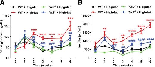 Figure 3. TLR2 KO decreases blood glucose and plasma insulin levels in response to high-fat diet feeding. Eight-week-old male WT and Tlr2−/− mice were randomly divided into two dietary groups and fed either regular chow or high-fat diet for 6 weeks. All the mice were fasted for 14 h before blood collection. Blood samples were collected from the tail vein (250 μL) at baseline and on a weekly basis thereafter after high-fat feeding for determination of blood glucose and plasma insulin levels by blood glucose meter and ELISA for rat insulin, respectively. A: Grouped data of weekly changes in blood glucose levels over the 6-week study period in WT and Tlr2−/− mice fed high-fat diet (n = 7–9). B: Grouped data of weekly changes in plasma insulin levels over the 6-week study period in WT and Tlr2−/− mice fed high-fat diet (n = 5–6). Data are shown as mean ± SEM. **P < 0.01, ***P < 0.001, ****P < 0.0001 vs. WT + regular chow; #P < 0.05, ##P < 0.01, ###P < 0.001, ####P < 0.0001 vs. WT + high-fat diet.