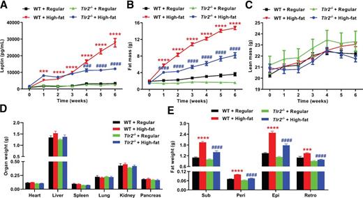 Figure 4. TLR2 KO abrogates high-fat diet–induced increases in plasma leptin levels, total fat mass, and fat mass of different pockets. Eight-week-old male WT and Tlr2−/− mice were randomly divided into two dietary groups and fed either regular chow or high-fat diet for 6 weeks. Mice were fasted for 14 h before blood collection to measure plasma leptin levels at baseline and on a weekly basis thereafter after high-fat feeding using ELISA for mouse leptin. In parallel experiments, live mice were examined for weekly body composition (fat mass and lean mass) using EchoMRI. A: Grouped data of weekly changes in plasma leptin levels over the 6-week study period in WT and Tlr2−/− mice fed high-fat diet (n = 5–6). B: Grouped data of weekly changes in fat mass over the 6-week study period in WT and Tlr2−/− mice fed high-fat diet (n = 7–8). C: Grouped data of weekly changes in lean mass over the 6-week study period in WT and Tlr2−/− mice fed high-fat diet (n = 7–8). D: Grouped data of heart, liver, spleen, lung, kidney, and pancreas weights in WT and Tlr2−/− mice fed regular chow or high-fat diet for 6 weeks (n = 5–6). E: Grouped data of fat mass of subcutaneous (Sub), perivascular (Peri), epididymal (Epi), and retroperitoneal (Retro) pockets in WT and Tlr2−/− mice fed regular chow or high-fat diet for 6 weeks (n = 7–8). Data are shown as mean ± SEM. ***P < 0.001, ****P < 0.0001 vs. WT + regular chow; ###P < 0.001, ####P < 0.0001 vs. WT + high-fat diet.