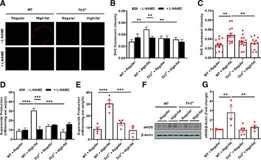 Figure 6. TLR2 KO attenuates high-fat diet–induced eNOS uncoupling activity and total superoxide production as determined by DHE imaging and ESR. Eight-week-old male WT and Tlr2−/− mice were randomly divided into two dietary groups and fed either regular chow or high-fat diet for 6 weeks. Freshly isolated aortas were subjected to DHE fluorescent imaging and ESR determination of eNOS uncoupling activity and total superoxide production, and Western blotting analysis of eNOS protein expression. A: Representative images of aortic DHE fluorescent staining in WT and Tlr2−/− mice fed regular chow or high-fat diet in the presence or absence of l-NAME. B: Grouped densitometric data of fluorescent intensities from A reflective of eNOS coupling/uncoupling status (n = 11–14). C: Grouped densitometric data of total superoxide production from A (without l-NAME) (n = 11–14). D: Grouped data of aortic superoxide production as assessed by ESR in the presence or absence of l-NAME reflective of eNOS coupling/uncoupling status (n = 3–5). E: Grouped data of aortic total superoxide production as assessed by ESR (n = 3–5). F: Representative Western blots of eNOS/β-actin in aortas of WT and Tlr2−/− mice fed regular chow or high-fat diet. G: Grouped densitometric data of eNOS expression from F (n = 4–5). Data are shown as mean ± SEM. **P < 0.01; ***P < 0.001; ****P < 0.0001.