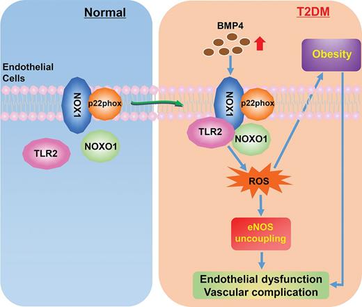 Figure 9. A novel signaling cascade of TLR2/NOX1 in mediating BMP4-dependent endothelial/vascular dysfunction and diabetic/obesity phenotypes. Under normal conditions, NOX1 binds to p22phox on the cell membrane as the core catalytic unit, while TLR2 and NOXO1 are unbound in the cytosol. Under T2DM, increased levels of BMP4 promote TLR2 binding to NOXO1 and NOX1, resulting in activation of NOX1, oxidative stress, and inflammatory activation, which in turn lead to endothelial/vascular dysfunction. The TLR2/NOX1 axis also lies upstream of diabetic/obesity phenotypes, blocking of which can further eliminate endothelial/vascular dysfunction to prevent cardiovascular complications in diabetes. Therefore, targeting TLR2 may represent a novel therapeutic strategy for diabetes/obesity and its associated cardiovascular complications.