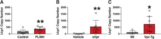 Figure 1. UCP1 mRNA copy number is elevated in subcutaneous WAT of PLWH and Vpr mice. A: UCP1 copy number in abdominal subcutaneous WAT of PLWH (n = 9) compared with healthy human control subjects (n = 10). Ucp1 copy number in inguinal WAT of sVpr-treated (n = 7) compared with vehicle-treated (n = 8) mice (B) and in inguinal WAT Vpr-Tg (n = 8) compared with WT littermates (n = 5) (C). Values are mean ± SD. Two-tailed, unpaired t tests for unequal variance were used. P < 0.05 was considered significant. *P < 0.05, **P < 0.01.