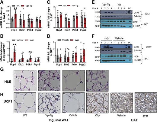 Figure 2. Vpr induces conversion of subcutaneous WAT to BAT-like phenotype. Ucp1 mRNA is increased in inguinal WAT of Vpr-Tg (n = 6–8) compared with WT (n = 5–8) mice (A) and in sVpr-treated (n = 7–8) compared with vehicle-treated (n = 7–8) mice (B). Ucp1 expression is similar in BAT of Vpr-Tg (n = 6–8) compared with WT (n = 5–8) mice (C) and in sVpr-treated (n = 7–8) compared with vehicle-treated (n = 7–8) mice (D). Protein expression of UCP1 is increased in iWAT of Vpr-Tg compared with WT mice (E) and in sVpr-treated compared with vehicle-treated mice (F). G: Hematoxylin-eosin (H&E) stain shows transformation to a BAT phenotype in iWAT of Vpr-Tg compared with WT mice and in sVpr-treated compared with vehicle-treated mice. H: UCP1 expression (immunohistochemistry) is increased in iWAT of Vpr-Tg compared with WT mice and sVpr-treated compared with vehicle-treated mice, and in BAT of sVpr-treated compared with vehicle-treated mice. Images were cropped at similar magnification. PC, positive control BAT. Two-tailed, unpaired t tests for unequal variance were used. P < 0.05 was considered significant. Values are mean ± SD. **P < 0.01.