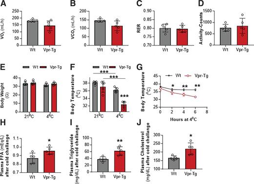 Figure 4. Vpr-Tg mice fail to defend body temperature upon short-term cold exposure. After exposure to 4°C for 6 h, Vpr-Tg mice trend toward decreased VO2 (A) and VCO2 (B) compared with WT mice, but RER (C) and activity levels (D) are not different between the two groups. E: Body weights of the two groups of mice are similar after 6 h of cold exposure. Core body temperature declines significantly more (F) and continuously (G) in Vpr-Tg mice compared with WT mice over the 6 h of cold exposure. Plasma free fatty acid (FFA) (H), triglycerides (I), and total cholesterol (J) levels are elevated in Vpr-Tg mice compared with WT mice after 6 h of cold exposure. Values are mean ± SD. Two-tailed, unpaired t tests for unequal variance were used. P < 0.05 was considered significant. *P < 0.05; **P < 0.01; ***P < 0.001; n = 5 in each group.