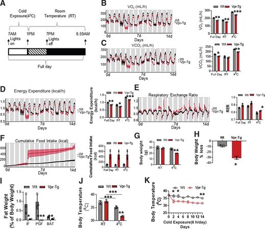 Figure 5. Vpr-Tg mice fail to defend body temperature upon prolonged cold exposure. A: Vpr-Tg and WT mice were exposed to 4°C for 6 h daily for 14 days, according to the protocol shown schematically. Vpr-Tg mice show decreased VO2 (B), VCO2 (C), and energy expenditure (D), with increased RER (E) and food consumption (F) compared with WT mice during prolonged cold exposure. G: Vpr-Tg mice display increased body weight compared with WT mice after prolonged cold exposure. H: Weight loss as the percentage of body mass change is greater in Vpr-Tg mice than in WT mice after prolonged cold exposure. I: Vpr-Tg mice have significantly lower fat mass than WT mice in all adipose tissue depots as the percentage of body weight after prolonged cold exposure. PGF, perigonadal fat. Although core body temperature declines after prolonged cold exposure in both Vpr-Tg and WT mice, it declines further (J) and more steeply and continuously in Vpr-Tg mice (K) over the 14-day period. Values are mean ± SD. Two-tailed, unpaired t tests for unequal variance were used. P < 0.05 was considered significant. *P < 0.05; **P < 0.01; ***P < 0.001; n = 2 Vpr-Tg and n = 3 WT mice in each group.