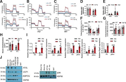 Figure 6. Thermogenesis is altered in adipocytes derived from inguinal (subcutaneous) WAT but not perigonadal (visceral) WAT or BAT of Vpr mice. A: Oxygen consumption rates (OCR) are increased in inguinal WAT adipocytes of sVpr-treated (n = 4) compared with vehicle-treated mice (n = 4) and of Vpr-Tg (n = 6) compared with WT mice (n = 4). B: OCR is similar in WAT adipocytes in perigonadal fat (PGF) of sVpr-treated (n = 5) compared with vehicle-treated (n = 5) mice, and of Vpr-Tg (n = 5) compared with WT (n = 5) mice. C: OCR is increased in BAT adipocytes of sVpr-treated (n = 4) compared with vehicle-treated (n = 2) mice, and of Vpr-Tg (n = 3) compared with WT (n = 4) mice. mtNd2 expression is not different in Vpr-Tg (n = 4) compared with WT (n = 4) mice (D) and of sVpr-treated (n = 4) compared with vehicle-treated (n = 4) mice (E) in perigonadal WAT as well as inguinal WAT. F: Catecholamine content is similar in WAT and BAT depots of Vpr-Tg mice compared with WT mice at RT (n = 5–7). G: Catecholamine content is elevated in iWAT but not in perigonadal WAT or BAT of Vpr-Tg mice compared with WT mice after exposure to 4°C for 6 h (n = 5–7). H: Serum catecholamine levels are similar in Vpr-Tg compared with WT mice at RT; however, they are elevated in Vpr-Tg compared with WT mice after exposure to 4°C for 6 h (n = 5–7). I. qPCR of Vpr and beige fat marker genes in SVF-derived adipocytes that express Vpr or control (rtta) vectors (n = 3). J: Immunoblots show increased ATGL and UCP1 protein expression and decreased adiponectin protein expression in iWAT-derived mature adipocytes of WT and β-less mice, in which Vpr or control vector was expressed via lentiviral infection. β3-receptor (β3R) was expressed in just WT cells and not β-less cells. PC, positive control BAT. FVB/C3, immortalized brown preadipocyte cell line was used as an additional positive control. Values are mean ± SD. Two-tailed, unpaired t tests for unequal variance were used. P < 0.05 was considered significant. *P < 0.05; **P < 0.01; ***P < 0.001.