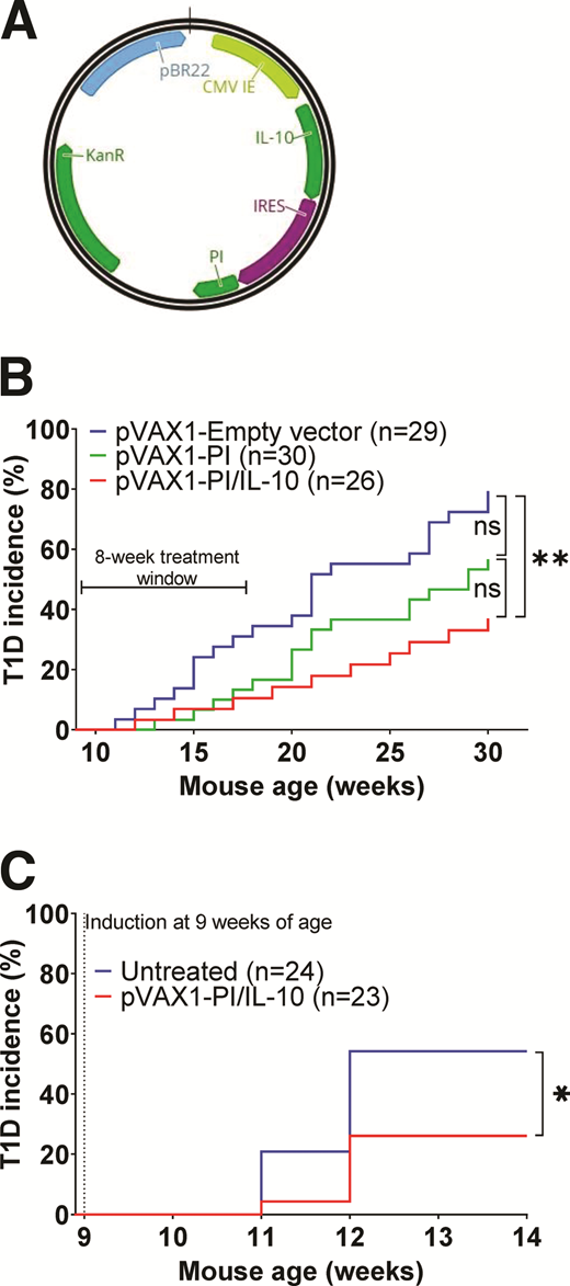Antigen- and IL-10–encoding plasmid improves type 1 diabetes prevention efficacy compared with antigen alone counterpart. A: Plasmid map of first tolerogenic plasmid generation: pBR22 origin of replication, CMV IE promoter, IL-10, IRES, proinsulin2 (PI), and kanamycin resistance noted. B: Diabetic incidence graph of treated mice. NOD/ShiLtJ treated with pVAX1 (n = 29), pVAX1-PI (n = 30), or pVAX1-PI/IL-10 (n = 26). All groups were treated for 8 weeks starting at 9 weeks of age. **P < 0.01; ns, nonsignificant. C: Diabetes incidence in the cyclophosphamide-induced diabetes model in comparisons of mice treated with pVAX1-PI (n = 23) or left untreated (n = 24). *P < 0.05.