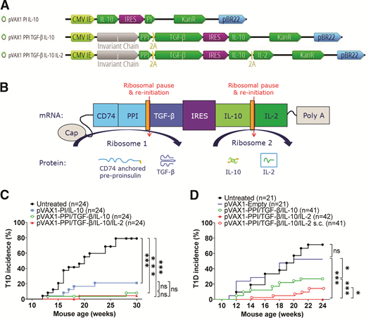 Modified plasmid increases type 1 diabetes prevention efficacy. A: Plasmid maps of tolerogenic plasmids: pBR22 origin of replication, CMV IE promoter, IL-10, IRES, proinsulin2 (PI), CD74 invariant chain, preproinsulin2 (PPI), 2A polylinkers, TGF-β, IL-2, and kanamycin resistance noted. B: Overview of transcriptional and translational regulation of all elements encoded by pVAX1-PPI/TGF-β/IL-10. C: Diabetes incidence of treated mice. NOD/ShiLtJ treated with pVAX1-PI/IL-10 (n = 24), pVAX1-PPI/TGF-β/IL-10 (n = 24), or pVAX1-PPI/TGF-β/IL-10/IL-2 (n = 24) or left untreated (n = 24). All groups were treated for 21 weeks starting at 9 weeks of age. ***P < 0.001. D: Diabetes incidence of treated mice. NOD/ShiLtJ mice treated with i.m. pVAX1-Empty (n = 21), i.m. pVAX1-PPI/TGF-β/IL-10 (n = 41), i.m. pVAX1-PPI/TGF-β/IL-10/IL-2 (n = 42), or s.c. pVAX1-PPI/TGF-β/IL-10/IL-2 (n = 41) or left untreated (n = 21). All groups were treated starting at 6, and until 24, weeks of age. *P < 0.05; ***P < 0.001. ns, nonsignificant.