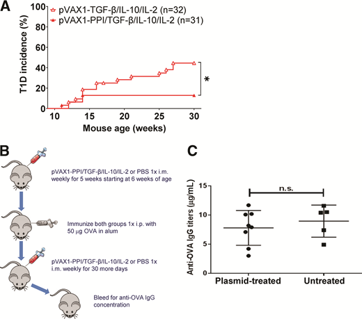 Tolerogenic plasmid requires antigen and does not affect secondary antigen response. A: Diabetes incidence of 11-week-old NOD/ShiLtJ mice treated with either pVAX1-TGF-β/IL-10/IL-2 (n = 32) or pVAX1-PPI/TGF-β/IL-10/IL-2 (n = 31). *P < 0.05. B: Outline of ovalbumin + alum challenge. NOD mice were either pretreated with pVAX1-PPI/TGF-β/IL-10/IL-2 (n = 8) or left untreated (n = 8) for 5 weeks. At 11 weeks of age, mice were challenged with ovalbumin and alum. Following challenge, mice were left untreated or continued weekly treatment with pVAX1-PPI/TGF-β/IL-10/IL-2 for an additional 4 weeks and were bled on day 30 postchallenge for anti-OVA IgG antibodies. C: ELISA analysis for anti-OVA IgG antibodies. n.s., not significant.