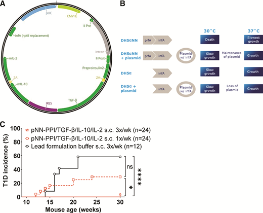 Antibiotic-free plasmid does not alter type 1 diabetes prevention efficacy. A: Plasmid maps comparing antibiotic-free plasmids. CMV IE, multiple cloning site, infA (nptII replacement), and pUC origin of replication noted. B: Temperature selection properties of the plasmid. From left to right, the effects of bacterial strain type and plasmid complementation are shown in relation to permissive growth. C: Nine-week-old NOD mice were dosed s.c. with 100 µg pNN-PPI/TGF-β/IL-10/IL-2 in lead formulation buffer either once or thrice a week for 21 weeks. Vehicle control group dosed s.c. three times a week for 21 weeks with lead formulation buffer (calcium-containing formulation) was also included. *P < 0.05; ****P < 0.0001. ns, not significant; wk, week.