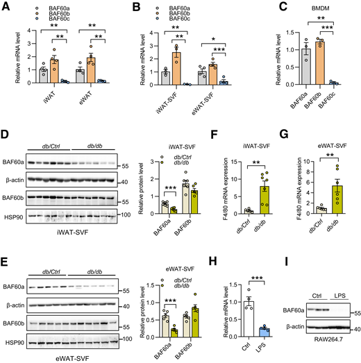 Downregulation of BAF60a expression in SVF of iWAT and eWAT obtained from db/db mice. A–C: qPCR analysis of BAF60a, -b, and -c gene expression in iWAT and eWAT (n = 4) (A), and their SVFs (n = 3–4) (B), and BMDM obtained from WT mice (n = 3) (C). D and E: Western blot and quantification of BAF60a and BAF60b in iWAT-SVFs (n = 6) (D) and eWAT-SVFs (n = 5–6) (E) obtained from db/db and their littermate control mice (db/Ctrl). F and G: qPCR analysis of F4/80 gene expression in iWAT-SVFs (n = 5–7) (F) and eWAT-SVFs (n = 6) (G) obtained from db/db and their littermate control mice. H and I: qPCR (H) and Western blot (I) of BAF60a in LPS-stimulated RAW264.7 cells (100 ng/mL, 24 h). Ctrl, control. Data represent mean ± SEM. *P < 0.05; **P < 0.01; ***P < 0.001.
