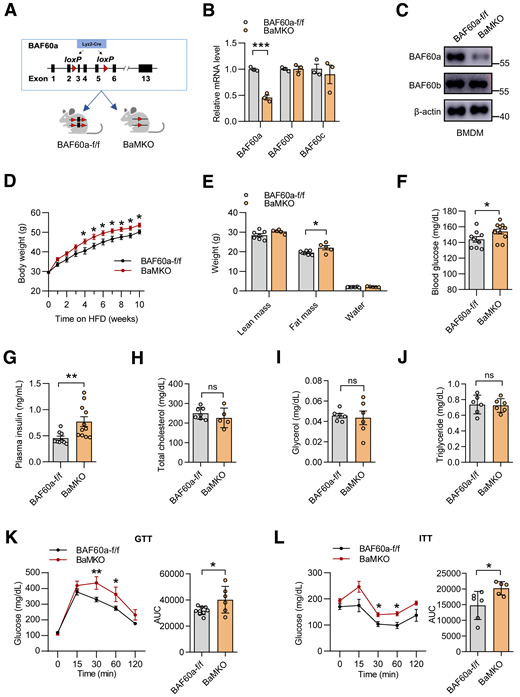 Myeloid BAF60a abrogation accelerates HFD-induced obesity and IR. A: Schematic diagram of the strategy to generate BaMKO mice. B and C: qPCR (n = 3) and Western blot analyses of BAF60a, -b, and -c mRNA and protein expression in BMDM obtained from control and BaMKO mice. D–G: Body weight (D), body composition (n = 5–7) (E), fasting blood glucose (n = 9–11) (F), and plasma insulin levels (n = 9–11) (G) of control and BaMKO mice fed with HFD for 16 weeks. H–J: Plasma levels of total cholesterol (n = 5–7) (H), glycerol (n = 6) (I), and triglyceride (n = 6) (J) in control and BaMKO mice fed with HFD for 16 weeks. K and L: GTT (n = 6–8) (K) and ITT (n = 5–6) (L) assays in control and BaMKO mice fed with HFD for 12 weeks. Data represent mean ± SEM. *P < 0.05; **P < 0.01; ***P < 0.001. AUC, area under the curve; f/f, flox/flox; ns, no significance.