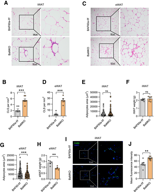 BAF60a deficiency in myeloid conditionally aggravates HFD-induced inflammation and macrophages infiltration in adipose tissue. A and B: Representative H-E staining images (A) and quantification of CLS (B) of iWAT tissue sections from control and BaMKO mice. Scale bars, 100 μm. C and D: Representative H-E staining images (C) and quantification of CLS (D) of eWAT tissue sections from control and BaMKO mice. Scale bars, 100 μm. E and F: Adipocyte size (E) and the tissue weight of iWAT (F) in control and BaMKO mice (n = 5–7). G and H: Adipocyte size (G) and tissue weight of eWAT (H) in control and BaMKO mice (n = 4–5). I and J: Representative immunofluorescent images of F4/80 (green) and DAPI (blue) in iWAT tissue sections (I) and mean fluorescence intensity (J) of HFD-fed mice (n = 7–8). All mice were fed with HFD for 16 weeks. Scale bars, 50 μm. Data represent mean ± SEM. **P < 0.01; ***P < 0.001. f/f, flox/flox; ns, no significance.