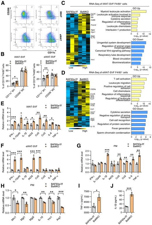 Myeloid BAF60a abrogation accelerates the transcriptional induction of proinflammatory gene expression in ATMs. A: Flow cytometry analysis of cells in adipose tissue–derived SVFs in BaMKO and control mice fed on HFD for 16 weeks. Macrophages were gated on live cells with CD45+CD11b+F4/80+. The CD206hi CD11clow subpopulation was considered as M2-like macrophages and the CD206low CD11chi subpopulation was considered as M1-like macrophages (n = 6–8). B: Percentage of M1- and M2-like macrophages as shown in A. C and D: RNA-Seq analysis of transcriptome in the iWAT F4/80+ cells (C) and eWAT F4/80+ cells (D) from control and BaMKO mice fed with HFD for 14 weeks (n = 3) (|log2FC| > 0.5, where FC is fold change; P < 0.05). Most significant biological processes with P value are shown as histogram. E and F: qPCR validation of gene expression in iWAT-SVF (E) and eWAT-SVF (F) (n = 3). G and H: qPCR analysis of the mRNA expression of proinflammatory genes in PMs treated with LPS (G) or IL-4 (H) for 24 h (n = 3). I and J: TNF-α (I) and IL-1β (J) levels in culture media from LPS-primed PMs stimulated with ATP (2 mmol/L) for 30 min (n = 3). Data represent mean ± SEM. *P < 0.05; **P < 0.01; ***P < 0.001. f/f, flox/flox.