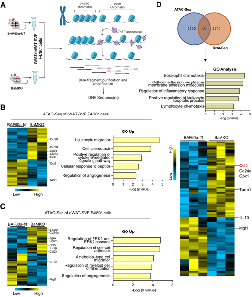 BAF60a regulates the proinflammatory gene expression in macrophages through chromatin remodeling. A: Schematic diagram of ATAC-Seq assay. B and C: Heat map and GO of differential ATAC-Seq peaks in iWAT F4/80+ cells (B) and eWAT F4/80+ cells (C) from control and BaMKO mice fed with HFD for 14 weeks (n = 2 per group) (|log2FC| > 0.3, where FC is fold change; P < 0.05). Most significant biological processes with P value are shown as histogram. D: Venn diagram and heat map of significantly altered genes in RNA-Seq data sets overlapped with genes annotated by significantly differential peaks in ATAC-Seq data sets in eWAT F4/80+ cells and iWAT F4/80+ cells from control and BaMKO mice (n = 3) (|log2FC| > 0.3; P < 0.05). Most significant biological processes with P value are shown as histogram. f/f, flox/flox.
