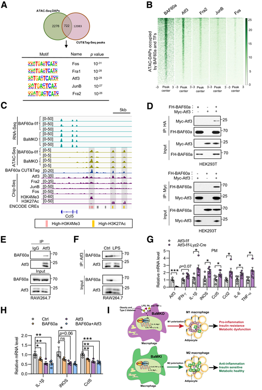 BAF60a interacts with Atf3 to control proinflammatory gene program in macrophages. A: Venn diagram showing the overlapping peaks of ATAC-Seq DAPs (ATAC-DAPs) in iWAT F4/80+ cells and eWAT F4/80+ cells from BaMKO mice compared with controls and BAF60a CUT&Tag-Seq peaks in F4/80+ cells from WT mice. Motif enrichment analysis within the overlapping peaks. Consensus motif, transcription factor name, and P values are shown. B: ATAC-Seq DAPs occupied by BAF60a and transcription factors including Atf3, Fra2, JunB, and Fos. The ChIP-Seq data of Atf3, Fra2, JunB, and Fos were obtained from GSE111854. C: Genome browser tracks of RNA-Seq, ATAC-Seq, BAF60a CUT&Tag-Seq, and ChIP-Seq data in the Ccl5 gene locus. The top shows RNA-Seq tracks of eWAT F4/80+ from control and BaMKO mice, the middle shows ATAC-Seq peaks, and the bottom shows the BAF60a CUT&Tag-Seq and ChIP-Seq peaks of Atf3, Fra2, JunB, and Fos. ChIP-Seq tracks of H3K4Me3 and H3K27Ac as well as ENCODE cis-regulatory elements data were used to indicate the promoter and enhancer regions in the genome. D: Physical interaction of BAF60a with Atf3. HEK293T cells were transiently transfected with Flag/HA-tagged BAF60a (FH-BAF60a) and Myc-Atf3, followed by IP with anti-HA or anti-Myc agarose beads and immunoblotting. E: Co-IP analysis of endogenous BAF60a and Atf3 using RAW264.7 cells. F: Co-IP analysis of the interaction between endogenous BAF60a and Atf3 using RAW264.7 cells in the presence of LPS (100 ng/mL, 24 h). Ctrl, control. G: qPCR analysis of the mRNA expression of the proinflammatory genes in PMs from Atf3 flox/flox and Atf3 flox/flox–Lyz2-Cre mice (n = 5). H: qPCR analysis of the mRNA expression of the indicated proinflammatory genes in RAW264.7 cells affected by retroviral vectors expressing BAF60a and/or Atf3 for 24 h and stimulated with LPS (200 ng/mL) for another 24 h. I: Schematic model depicting the regulation of proinflammatory macrophage activation and adipose tissue inflammation by BAF60a-Atf3 regulatory cascade in obesity and type 2 diabetes. Data represent mean ± SEM. *P < 0.05; **P < 0.01; ***P < 0.001. f/f, flox/flox; TFs, transcription factors.