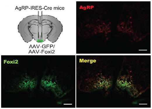 Immunofluorescence staining of Foxi2 (green), AgRP (red), and merged (yellow) colocalization.