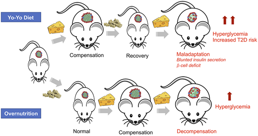 Weight cycling and β-cell homeostasis. Mice exposed to a weight cycling or yo-yo diet have blunted insulin secretion, reduced β-cell mass, and compromised mature β-cell identity compared with similarly obese mice. This leads to aggravated hyperglycemia and creates a maladaptive state, predisposing mice to an elevated risk of T2D.