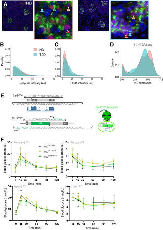 In vivo heterogeneity of insulin content and gene activity in human and mouse islets. A: Variability in C-peptide (green stain) and PDX-1 (red stain) protein levels in pancreatic sections from donors with no diabetes (ND) and with type 2 diabetes (T2D). Arrowheads indicate the following: orange, low-PDX-1–expressing cells; red, high-PDX-1–expressing cells; blue, low-C-peptide–expressing cells; and green, high-C-peptide–expressing cells. Scale bar = 100 μm. B and C: Quantification of staining for C-peptide and PDX-1 in pancreatic sections from donors with ND and T2D, displayed as a histogram. D: Comparison of insulin mRNA distribution in ND and T2D human β-cell single-cell RNA sequencing (scRNAseq) data. E: The Ins2GFP/GFP knockin mouse model. Illustration shows, with scaling, the replacement of most of the second exon with WT GFP. The WT Ins2 locus is shown for comparison, including RNAseq exon coverage, aggregate (filtered) from National Center for Biotechnology Information Mus musculus annotation release 106 (log-2 base scaled). F: Normal glucose homeostasis in Ins2WT/GFP, Ins2GFP/GFP, and WT mice (n = 4–8 males; n = 4–5 females). au, arbitrary unit; GTT, glucose tolerance test; ITT, insulin tolerance test.