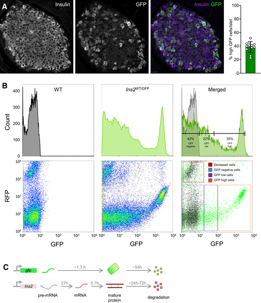 Identifying high- and low-GFP–expressing cells in Ins2WT/GFP knockin mice. A: GFP from the endogenous Ins2 gene locus is high in a subset of mouse pancreatic β-cells. Scale bar = 20 μm. B: Detection of Ins2(GFP)LOW and Ins2(GFP)HIGH populations of β-cells by FACS; includes β-cells isolated from a WT mouse for comparison. C: Presumed transcription-to-maturation times of GFP and insulin. See the Supplementary Material for calculations and references. RFP, red fluorescent protein.