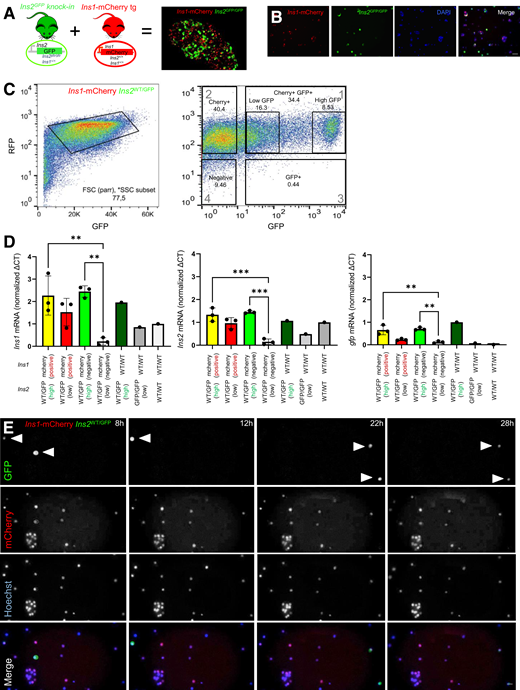 Tracking β-cell heterogeneity with Ins2WT/GFP:Ins1-mCherry knockin mice. A: Experimental model for tracking activity at the endogenous Ins2 locus (GFP) in β-cells marked with mCherry driven by an Ins1 promoter, which constitutively marks 98% of β-cells. Scale bar = 50 μm. B: Live cell imaging of islet cells isolated and dispersed from Ins2WT/GFP:Ins1-mCherry mice. Scale bar = 50 μm. C and D: Distinct populations of Ins2(GFP)LOW β-cells and Ins2(GFP)HIGH β-cells were FACS purified and examined by quantitative PCR for gfp, Ins2, and Ins1 mRNA (n = 3 mice). Units are relative expression calculated from ΔCt, then normalized to WT. Analysis was by one-way ANOVA. E: Dynamic imaging, over 30 h in culture, of dispersed islet cells from Ins2WT/GFP:Ins1-mCherry mice labeled with Hoechst vital nuclear dye. Note the examples of cells with bursting GFP fluorescence, as indicated by arrowheads. Scale bar = 50 μm. *P < 0.05, **P < 0.01, ***P < 0.001. FSC, forward scatter; SSC, side scatter; tg, transgenic.