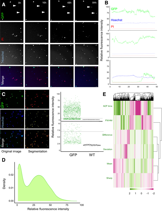 Live cell imaging of Ins2 gene activity reveals bursting behavior of the endogenous Ins2 gene locus. A: Dynamic imaging, of up to 96 h in culture, of dispersed islet cells from Ins2WT/GFP mice. Cells were labeled with Hoechst vital nuclear dye and propidium iodide (PI) cell death marker. Note the examples of cells with fluctuating GFP fluorescence, as indicated by arrowheads. Changes in cell distribution in the red and blue wavelength can be attributed to deceased cells detaching from the bottom of the well. Scale bar = 40 μm. B: Examples of cells with dynamics in relative fluorescence intensity over time. C: Segmentation of cells for analysis. Cells with >100 relative fluorescence intensity in the green wavelength compared with the background were selected, comprising of ∼70% of all cells imaged. This method of segmentation yields a clear cutoff of cells expressing GFP compared with WT cells. Line indicates the split between high- and low-GFP fluorescence states. Scale bar = 40 μm. D: Lifetime average GFP fluorescence of all cells imaged. Line indicates the split between high- and low-GFP fluorescence states. Units are relative fluorescence intensity to background. E: Hierarchical clustering of cellular dynamics of Ins2 gene activity using six parameters calculated from intensity over time of GFP. Parameters include deviation (mean average deviation), FWHM, mean (lifetime average GFP intensity), ACF time (calculates when the ACF equals 0 in a time series), difference (maximum value − minimum value), and sharp (counts number of sharp peaks with increases >10% of the mean in a cell’s lifetime). These parameters were calculated using custom R functions. Relative fluorescence intensity:intensity relative to background scaled from 0 to 100.