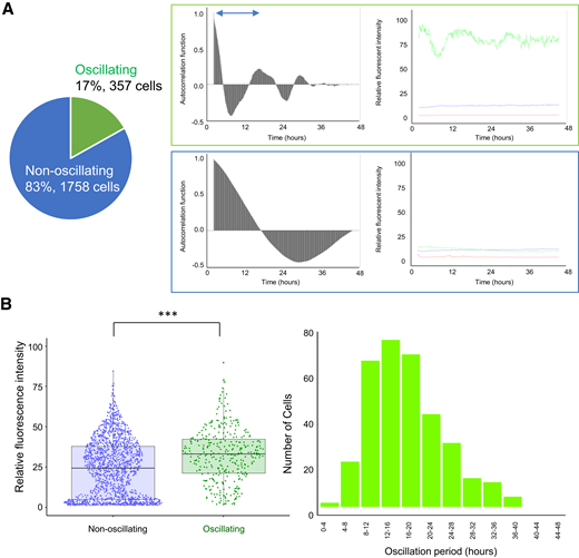 Autocorrelation analysis of cells with fluctuating behavior reveals possible connections to circadian rhythm. A: Ratio of cells with at least one and no oscillations. ACFs of cells across all time points were calculated, and oscillation detection was done using the findpeaks function in R. For line plots, units are relative fluorescence intensity to background. For autocorrelograms, units are ACF calculated with the acf function in R. B: Traits of oscillating cells. Average lifetime GFP fluorescence intensity relative to background of oscillating vs. nonoscillating cells and bar chart of cell oscillation periods binned in 4-h intervals. For the bar chart, only cells with at least one oscillation were plotted (357 of 2,115 cells), and oscillation periods were calculated by finding the distance between two peaks in autocorrelograms. Relative fluorescence intensity:intensity relative to background scaled from 0 to 100. Analysis by Student t test. ***P < 0.001.