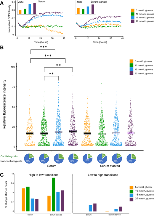 Effects of media glucose concentration on Ins2 gene activity. A: Changes in GFP fluorescence over time. Calculated by normalizing to the first 2 h of imaging to remove initial variation, followed by detrending to control for photobleaching. AUC was calculated using these modified data. B: Quantification and comparison of raw GFP fluorescence and ratios of oscillating vs. nonoscillating cells at the 48-h mark across all treatments. Line indicates the split between high- and low-GFP fluorescence states. C: Percent change in ratio of Ins2(GFP)HIGH cells after 48 h in various culture conditions. Units are relative fluorescence intensity to background. Relative fluorescence intensity:intensity relative to background scaled from 0 to 100. Analysis by Kruskal-Wallis one-way ANOVA. **P < 0.01, ***P < 0.001.