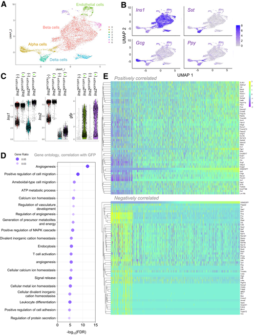 Single-cell RNA sequencing analysis of Ins2(GFP)LOW and Ins2(GFP)HIGH β-cells in 60-week-old mice. A: UMAP plot of all cells isolated and dispersed from Ins2WT/GFP or Ins2GFP/GFP mice and FACS purified into either GFP-negative (−) or GFP-positive (+) groups. B: UMAPs with known markers for major cell populations in islets. Cells were selected for analysis based on high-Ins1 expression and low expression of other cell population markers. C: Log-normalized counts of Ins1, Ins2, and gfp mRNA quantification distributions from GFP− or GFP+ single β-cells. D: Gene Ontology categories that are driven by genes differentially expressed in Ins2(GFP)LOW vs. Ins2(GFP)HIGH β-cells from old heterozygous Ins2WT/GFP mice. E: Heat map showing individual genes that are differentially expressed as a function of gfp mRNA expression in old heterozygous Ins2WT/GFP mice. FDR, false discovery rate; MAPK, mitogen-activated protein kinase.