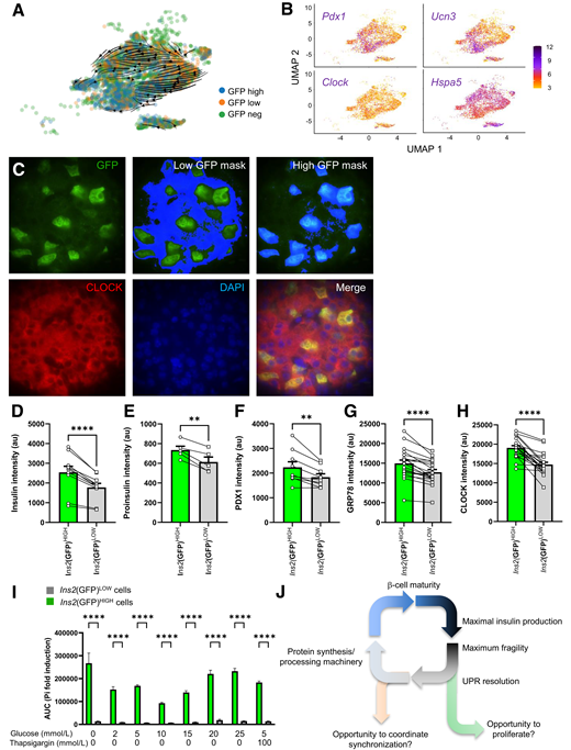 Ins2(GFP)HIGH β-cells show increased markers of maturity and increased cell death across multiple conditions. A: UMAP of β-cells with RNA velocity vectors overlaid. B: Expression levels of genes of interest. Genes selected include those that serve as indicators of β-cell maturity, the circadian cycle, and ER stress. C: Immunofluorescence staining of pancreatic sections from Ins2WT/GFP mice reveals increased expression in markers of maturity, circadian cycle, and ER stress in high GFP–expressing cells. Proteins stained were chosen based on expression in single-cell RNA sequencing data. Quantification was done by arbitrarily selecting for regions with high GFP fluorescence and comparing with regions with low GFP fluorescence. D–H: Quantification of immunofluorescent staining for insulin, proinsulin, PDX-1, GRP78, and CLOCK. I: Cells with high GFP intensities show increased apoptosis susceptibility at all tested glucose concentrations and in the presence of thapsigargin (>1,000 cells/condition, repeated from two mice). J: Hypothetical working model of transitions between insulin production states in β-cells. **P < 0.01, ****P < 0.0001. au, arbitrary unit; neg, negative; PI, propidium iodide; UPR, unfolded protein response.
