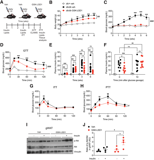 Systemic LSD1 inhibition prevents the development of hyperglycemia and improves insulin sensitivity in db/db mice. A: Four-week-old male and female db/db mice received daily intraperitoneal injections of GSK-LSD1 or veh for 6 weeks. As a control, lean db/+ mice were injected with veh. Metabolic measurements were conducted at the indicated time points. Body weight (B) and blood glucose levels (C) were measured weekly (n = 10 mice/group). D: Blood glucose levels at indicated time points after a glucose bolus via oral gavage (n = 10 mice/group). E: Fasting plasma insulin levels at baseline and after 1, 3, and 6 weeks of GSK-LSD1 or veh treatment (n = 6–10 mice/group). F: Plasma insulin levels before and 10 min after glucose gavage (n = 8–10 mice/group). G: Blood glucose levels at indicated time points after insulin injection (2.0 units/kg body wt i.p.) (n = 10 mice/group). H: Blood glucose levels at indicated time points after intraperitoneal pyruvate injection (n = 10 mice/group). I: Immunoblot analysis of p-AktSer473, Akt, and vinculin in gWAT of GSK-LSD1– or veh-treated db/db mice injected with insulin or saline. J: Quantification of p-AktSer473–to–Akt ratio as fold change compared with veh-treated mice without insulin injection (n = 4 mice/group). Data are presented as mean ± SEM. Statistical differences were calculated with two-way ANOVA with Tukey post hoc analysis (in B–D, F–H, and J). One-way ANOVA with Tukey post hoc analysis was performed to analyze statistical differences between three or more groups (E). Unless otherwise indicated, significance is shown between GSK-LSD1– and veh-treated mice. *P < 0.05; **P < 0.01; ***P < 0.001; #P < 0.05; ##P < 0.01; ###P < 0.001. AU, arbitrary units; GTT, glucose tolerance test; ITT, insulin tolerance test; ns, not significant; PTT, pyruvate tolerance test; wks, weeks.