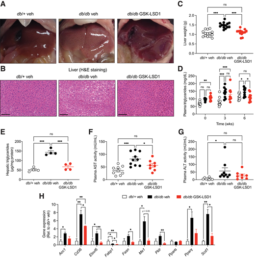 LSD1 inhibition protects against liver steatosis in db/db mice. A: Representative images of livers in db/db mice treated daily with GSK-LSD1 or veh for 6 weeks. As a control, lean db/+ mice were injected with veh (n = 13–14 mice/group). B: H-E stain of liver sections. Scale bars = 100 μm. C: Liver weight (n = 13–14 mice/group). D: Fasting plasma triglyceride levels at indicated time points (n = 9–10 mice/group). E: Hepatic triglyceride levels (n = 4 mice/group). AST (F) and ALT (G) activity in plasma of GSK-LSD1– or veh-treated mice for 6 weeks (n = 8–10 mice/group). H: Quantitative PCR analysis of genes associated with hepatic lipid metabolism in liver. Transcript levels relative to (Rel.) db/+ mice. (n = 3–4 mice/group). Data are presented as mean ± SEM. Statistical differences were calculated with one-way ANOVA (C and E–H) or two-way ANOVA (D) with Tukey post hoc analysis. *P < 0.05; **P < 0.01; ***P < 0.001. ns, not significant; wks, weeks.