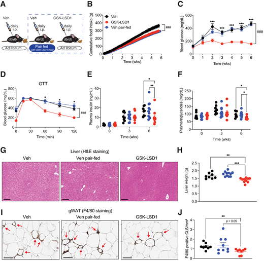 GSK-LSD1–mediated improvement of metabolic dysfunction is independent of reduced food intake. A: Study design of pair-feeding experiment. Four-week-old male and female db/db mice were injected daily with veh or GSK-LSD1 for 6 weeks and fed a normal chow diet ad libitum. A third group of mice received veh and was pair-fed to GSK-LSD1–treated mice. B: Food consumption was monitored daily and is shown as cumulative food intake over the 6-week study (n = 8–11 mice/group). C: Blood glucose levels measured weekly. Asterisks indicate statistical differences between veh (black) and GSK-LSD1 (red) groups. D: Blood glucose levels at indicated time points after a glucose bolus via oral gavage (n = 8–11 mice/group). E: Fasting plasma insulin levels at the indicated time points (n = 8–11 mice/group). F: Fasting plasma triglycerides levels at indicated time points (n = 8–11 mice/group). G: Representative images of liver sections stained with H-E. Scale bars = 100 μm (n = 4 mice/group). H: Liver weight (n = 8–11 mice/group). I: Representative images of gWAT sections stained against F4/80 for detection of CLS. Red arrows indicate CLS. Scale bars = 100 μm. J: Quantification of F4/80+ CLS in gWAT relative to tissue size (n = 8–9 mice/group). Data presented as mean ± SEM. Statistical differences were calculated with one-way ANOVA (D, F, H, and J) or two-way ANOVA (B, C, and E) with Tukey post hoc analysis. *P < 0.05; **P < 0.01; ***P < 0.001; ###P < 0.001. GTT, glucose tolerance test; wks, weeks.