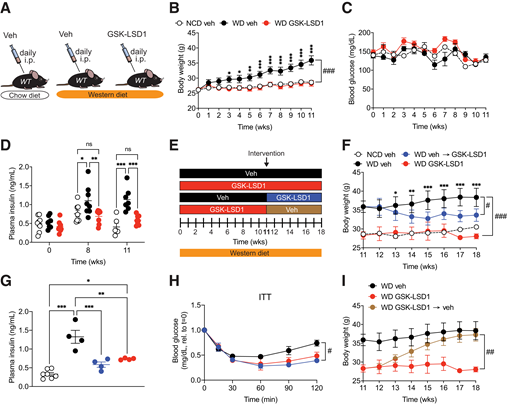 GSK-LSD1 reverses metabolic dysfunction due to diet-induced obesity. A: Ten-week-old male C57BL/6J wild-type mice fed a Western diet (WD) were injected daily with GSK-LSD1 or veh for 11 weeks. As a control, a group of WT mice received veh and was kept on a normal chow diet (NCD). Body weight (B) and blood glucose levels (C) measured weekly (n = 7–8 mice/group). Asterisks indicate statistical differences between GSK-LSD1– and veh-treated mice on WD unless otherwise stated. D: Fasting plasma insulin levels at indicated time points (n = 6–8 mice/group). E: Overview of intervention treatment protocol. After 11 weeks of veh administration, the veh group was split into one group continuing veh administration (black), whereas the other half began to receive GSK-LSD1 daily for another 7 weeks (blue). Likewise, the GSK-LSD1 group was split into one group continuing GSK-LSD1 administration after 11 weeks (red), whereas the other half began to receive veh daily for another 7 weeks (brown). F: Body weight across all treatment groups (Western diet, n = 4 mice/group for week 11–16, n = 2–4 mice/group, for weeks 17 and 18, and n = 7 mice for normal chow diet group). Asterisks indicate statistical differences between WD-fed mice administered veh (black) and the intervention group (blue). G: Fasting plasma insulin levels 2 weeks after drug intervention (normal chow diet veh, n = 7 mice, and Western diet, n = 4 mice). H: Blood glucose levels at indicated time points after insulin injection (0.8 units/kg body wt i.p.) at week 17. Data shown relative (rel.) to time point 0 min (n = 2–4 mice/group). I: Body weight (Western diet, n = 4 mice/group for week 11–16, n = 2–4 mice/group for weeks 17 and 18). Data are shown as mean ± SEM. Statistical differences were calculated with one-way ANOVA (G and J) or two-way ANOVA (B–D, F, H, and I) with Tukey post hoc analysis. *P < 0.05; **P < 0.01; ***P < 0.001; #P < 0.05; ##P < 0.01; ###P < 0.001. ITT, insulin tolerance test; ns, not significant; wks, weeks.