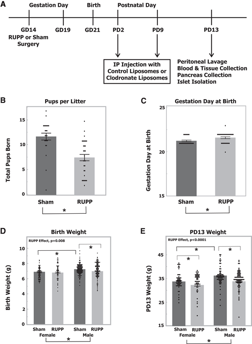 Characteristics of litters and offspring after RUPP surgery with gestational hypertension. A: Experimental design. Timed-pregnant Sprague-Dawley dams underwent either RUPP or sham surgery on GD14. Dams gave birth, and pups were either untreated or injected i.p. with control or clodronate liposomes on PD2 and PD9. Pups were euthanized on PD13 and tissues collected. Islets were isolated by collagenase digestion and handpicking. B: Number of live pups per litter from dams undergoing either RUPP or sham surgery (n = 24–31 litters). *P < 0.05 by Student t test. C: GD at birth of dams undergoing either RUPP or sham surgery (n = 24–31 litters). *P < 0.05 by Student t test or nonparametric Wilcoxon test. D: Birth weight of female and male pups from dams undergoing either RUPP or sham surgery, weighed within 24 h of birth. Individual pups from 22 to 28 litters. E: Weight of PD13 female and male pups from dams undergoing either RUPP or sham surgery. Individual pups from 21 to 26 litters. Statistics for panels D and E were from mixed-model ANOVAs using individual pup values with random litter effects and random litter by sex effects as well as GD at birth. *P < 0.05 for ANOVA effects or individual contrasts. Values represent mean ± SE.