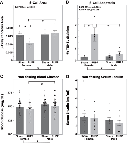 β-cell area is reduced and apoptosis increased in PD13 female offspring of RUPP surgeries. A: β-cell/pancreas area was determined by image analysis of paraffin-embedded sections of pancreas stained for insulin in both male and female offspring of dams undergoing either RUPP or sham surgery (sham female n = 5 pups, 4 litters; RUPP female n = 6 pups, 4 litters; sham male n = 5 pups, 4 litters; RUPP male n = 6 pups, 5 litters). B: Percentage TUNEL staining (β-cell apoptosis) of colocalized insulin-positive cells and TUNEL-positive cells determined by image analysis of paraffin-embedded sections of pancreas in both male and female offspring of dams undergoing either RUPP or sham surgery (sham female n = 4 pups, 3 litters; RUPP female n = 4 pups, 4 litters; sham male n = 4 pups, 3 litters; RUPP male n = 4 pups, 4 litters). C: Blood glucose of nonfasted female and male PD13 pups from dams undergoing either RUPP or sham surgery. Individual pups from 18 to 20 litters. D: Serum insulin of nonfasted female and male PD13 pups from dams undergoing either RUPP or sham surgery (sham female n = 9 pups, 7 litters; RUPP female n = 11 pups, 9 litters; sham male n = 9 pups, 8 litters; RUPP male n = 9 pups, 9 litters. *P < 0.05 for individual contrast after mixed-model ANOVA using individual pup values with random litter effects and random litter by sex effects in panels A–D. Values represent mean ± SE.