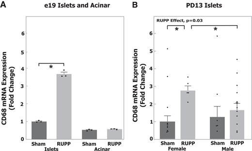 Macrophage marker CD68 mRNA expression in islets is elevated after RUPP surgery. A: CD68 mRNA expression in islets and acinar isolated from e19 digested pancreata. Values represent mean + SE of triplicate reactions from pancreata pooled from two RUPP litters or two sham litters. Fold change of CD68 relative to RPLP0 using the ΔΔCt method of quantitation relative to sham islets group. *P < 0.05 by Student t test. B: CD68 mRNA expression in islets isolated from PD13 digested pancreata. Values represent mean + SE of the fold change of CD68 relative to β-actin using ΔΔCt method of quantitation relative to sham female group (sham female n = 10 pups, 4 litters; RUPP female n = 5 pups, 3 litters; sham male n = 6 pups, 3 litters; RUPP male n = 13 pups, 7 litters). *P < 0.05 for individual contrast after mixed-model ANOVA using individual pup values with random litter effects and random litter by sex effects.