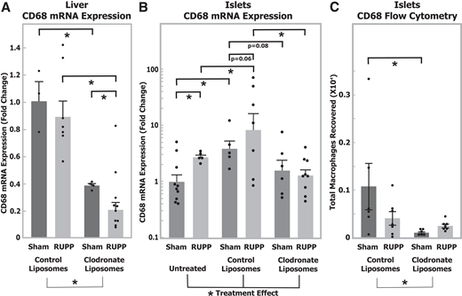 Clodronate treatment effectively depletes CD68+ cells in liver and islets of PD13 female offspring. Offspring were treated i.p. on PD2 and PD9 with clodronate liposomes or control liposomes. A: CD68 mRNA expression in liver from offspring of dams undergoing either RUPP or sham surgery. Values represent mean + SE of the fold change of CD68 relative to β-actin using ΔΔCt method of quantitation relative to sham control liposome group (sham control liposomes n = 3 pups, 3 litters; RUPP control liposomes n = 7 pups, 7 litters; sham clodronate liposomes n = 4 pups, 3 litters; RUPP clodronate liposomes n = 10 pups, 8 litters). B: CD68 mRNA expression in islets isolated from digested pancreata. Values represent mean + SE of the fold change of CD68 relative to β-actin using ΔΔCt method of quantitation relative to sham untreated group (sham untreated n = 10 pups, 4 litters; RUPP untreated n = 5 pups, 3 litters; sham control liposomes n = 5 pups, 5 litters; RUPP control liposomes n = 7 pups, 7 litters; sham clodronate liposomes n = 6 pups, 6 litters; RUPP clodronate liposomes n = 9 pups, 9 litters). C: Flow cytometric analysis of total CD68+ macrophages collected from dispersed islets of pancreata from offspring of dams undergoing either RUPP or sham surgery (sham control liposomes n = 6 pups, 6 litters; RUPP control liposomes n = 7 pups, 7 litters; sham clodronate liposomes n = 6 pups, 6 litters; RUPP clodronate liposomes n = 7 pups, 7 litters). *P < 0.05 for individual contrast after mixed-model ANOVA using individual pup values with random litter effects and random litter by sex effects.