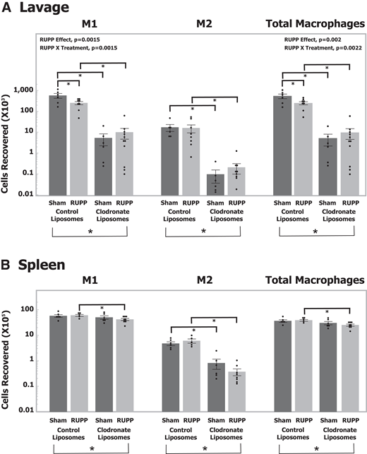 Clodronate treatment effectively depletes macrophages in peritoneal lavage and spleen of PD13 female offspring. A: Flow cytometric analysis of cells collected from peritoneal lavage. Log of M1, M2, and total macrophages in PD13 offspring after control liposome or clodronate liposome treatment (sham control liposomes n = 6 pups, 6 litters; RUPP control liposomes n = 8 pups, 8 litters; sham clodronate liposomes n = 6 pups, 5 litters; RUPP clodronate liposomes n = 11 pups, 9 litters). B: Flow cytometric analysis of cells collected from mechanically dissociated spleen. Log of M1, M2, and total macrophages in PD13 offspring after control liposome or clodronate liposome treatment (sham control liposomes n = 6 pups, 6 litters; RUPP control liposomes n = 5 pups, 5 litters; sham clodronate liposomes n = 6 pups, 5 litters; RUPP clodronate liposomes n = 8 pups, 6 litters). *P < 0.05 for individual contrast after mixed-model ANOVA using individual pup values with random litter effects and random litter by treatment effects.
