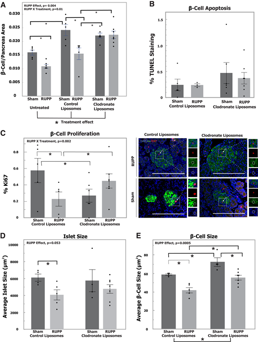 β-cell area of PD13 female RUPP offspring is rescued by macrophage depletion with clodronate liposomes. Offspring were treated i.p. on PD2 and PD9 with clodronate liposomes or control liposomes. A: β-cell/pancreas area was determined by image analysis of paraffin-embedded sections of pancreas stained for insulin in PD13 female offspring of dams undergoing either RUPP or sham surgery (sham untreated n = 5 pups, 4 litters; RUPP untreated n = 6 pups, 4 litters; sham control liposomes n = 5 pups, 5 litters; RUPP control liposomes n = 5 pups, 5 litters; sham clodronate liposomes n = 6 pups, 6 litters; RUPP clodronate liposomes n = 7 pups, 7 litters). β-cell/pancreas area in untreated female offspring is reproduced from Fig. 2A for ease of comparison. B: Percentage TUNEL staining (β-cell apoptosis) of colocalized insulin-positive cells and TUNEL-positive cells determined by image analysis of paraffin-embedded sections of pancreas in PD13 female offspring of dams undergoing either RUPP or sham surgery (sham control liposomes n = 5 pups, 5 litters; RUPP control liposomes n = 3 pups, 3 litters; sham clodronate liposomes n = 6 pups, 6 litters; RUPP clodronate liposomes n = 7 pups, 7 litters). C: Percentage Ki67 staining (β-cell proliferation) of colocalized insulin-positive cells and Ki67-positive cells determined by image analysis of paraffin-embedded sections of pancreas in PD13 female offspring of dams undergoing either RUPP or sham surgery (sham control liposomes n = 5 pups, 5 litters; RUPP control liposomes n = 5 pups, 5 litters; sham clodronate liposomes n = 6 pups, 6 litters; RUPP clodronate liposomes n = 7 pups, 7 litters). Representative images showing colocalization of insulin, Ki67, and DAPI. D and E: Average islet size (D) and β-cell size (E) determined by image analysis of paraffin-embedded sections of pancreas in PD13 female offspring of dams undergoing either RUPP or sham surgery (sham control liposomes n = 4 pups, 4 litters; RUPP control liposomes n = 5 pups, 5 litters; sham clodronate liposomes n = 4 pups, 4 litters; RUPP clodronate liposomes n = 7 pups, 7 litters). *P < 0.05 for individual contrast after mixed-model ANOVA using individual pup values with random litter effects and random litter by treatment effects.