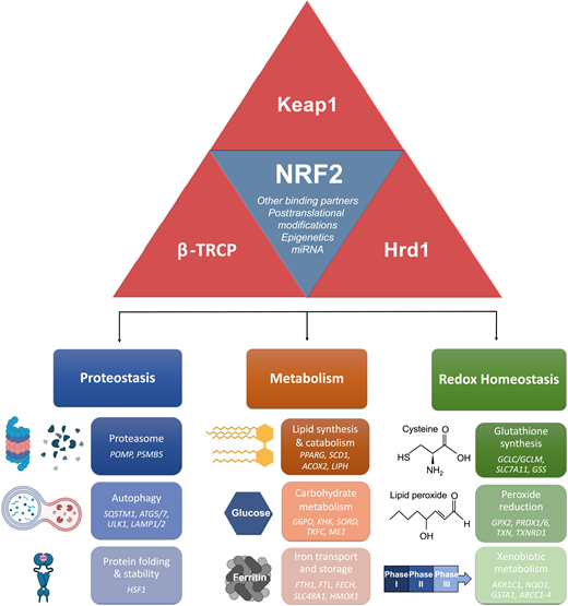 NRF2-mediated transcriptional pathways. NRF2 is primarily regulated at the protein level by three E3 ubiquitin ligase complexes: KEAP1-CUL3-RBX1, HRD1, and SCF/β-TRCP. NRF2 stability and expression can also be regulated by other binding partners, posttranslational modifications, epigenetics, and miRNA. Transcriptionally, NRF2 regulates proteostasis (i.e., proteasome assembly, autophagy, protein folding, and stability), metabolism (i.e., lipid homeostasis, carbohydrate metabolism, and iron transport and storage), and redox homeostasis (i.e., GSH synthesis, peroxide reduction, and xenobiotic metabolism). Validated representative target genes for each pathway are included. Figure was made in part with BioRender.com.