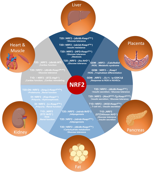 Genetic models and organ systems affected by altered NRF2 expression in different models of diabetes. The liver, placenta, pancreas, fat, heart, and skeletal muscle have all been shown to be affected by up- or downregulation of NRF2 in different diabetic models. Ang-2, angiotensin-2; As, arsenic; DI, diabetes insipidus; DN, diabetic nephropathy; HFD, high-fat diet; Ksp, kidney specific; Li, lithium; T1D, type 1 diabetes; T2D, type 2 diabetes; T-cell inf., T-cell infiltration. Figure was made in part with BioRender.com.