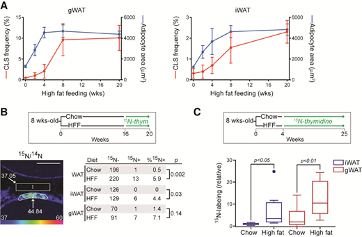 Adipocyte hypertrophy and adipocyte death temporally precede adipocyte birth in diet-induced obesity. A: C57Bl6 male mice subjected to high-fat feeding (HFF) (diet-induce obesity) for up to 20 weeks. CLS frequency (red) and adipocyte cross-sectional (blue) as a function of duration of high fat feeding. Data are shown as mean ± SDM. B: New adipocytes identified by MIMS after prolonged HFF in male mice (20 weeks). [15N]thymidine-labeled adipocyte nucleus is shown in a hue saturation intensity ratio image. Lower bound scale (blue) is set at natural abundance (0.0037), expressed ×104. Nucleus is enriched to 0.004484 (shown as ×104). Cumulative counts of 15N-labeled and 15N-unlabeled adipocyte nuclei in a pooled analysis of n = 4–5 mice are shown with corresponding P values. C: Relative adipogenesis in control (chow) vs. prolonged HFF (25 weeks). [15N]thymidine administered for 21 weeks to male and female mice. 15N-label in the adipocyte fraction, indicative of new adipocytes, was measured by IRMS. Data are shown as Tukey box plots (n = 10–12 mice per diet group).