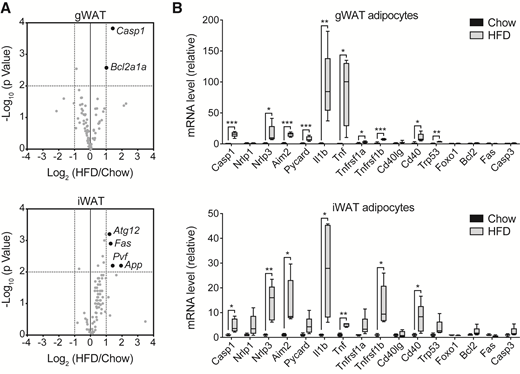 Identification of inflammatory death pathways in AT. A: Volcano plots of cell death pathway qPCR array, comparing AT from male mice after 8 weeks of being fed a high-fat diet (HFD) relative to control chow (n = 3 mice/group). Top, gWAT; bottom, iWAT. B: qPCR of cell death-associated genes in adipocytes isolated from male mice after 8 weeks of high-fat feeding relative to control chow (n = 5 mice/group). Top, gWAT; bottom, iWAT. *P < 0.05; **P < 0.005; ***P < 0.0001.