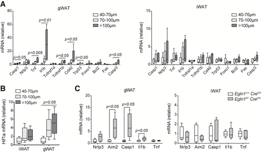 Adipocyte hypertrophy and HIF induction drive inflammatory death pathways in visceral adipocytes. A: qPCR analysis reveals increased transcription of inflammatory death pathway genes as a function of adipocyte size in gWAT (left). Significance assessed for each gene by one-way ANOVA and test for trend. Similar analysis in iWAT adipocytes revealed no significant trends (n = 5 male mice). B: qPCR analysis reveals increased transcription of Hif1a as a function of adipocyte size in gWAT (right). Significance assessed by one-way ANOVA and test for trend (n = 5 male mice). C: Inducible loss of function of EGLN1, a negative regulator of HIF, increased inflammatory death pathway genes in gWAT adipocytes (left) but not in iWAT adipocytes (right). Egln1FF;CreER mice or controls were treated with tamoxifen, and qPCR was performed on the isolated adipocytes from each mouse. Significance assessed by two-sided t test (n = 5 male mice).