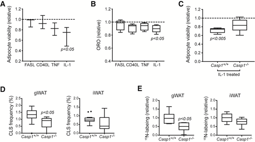 Inflammatory cytokine-induced adipocyte death is attenuated by Casp1 inhibition. A: Adipocyte viability assayed by MTT assay after exposure to death ligands. Biological replicate experiments (n = 3) were normalized to vehicle control (dashed line). Adipocytes were derived from differentiation of primary stromal vascular cells. B: Adipocyte viability assayed by ORO staining, extraction, and reading at optical density of 520. Data are normalized to vehicle control (n = 5 biological replicate experiments). Adipocytes derived from differentiation of primary stromal vascular cells. C: Primary stromal vascular cells from wild-type or Casp1−/− mice were differentiated to adipocytes and then treated with IL-1. Viability assessed by MTT assay. Biological replicate experiments (n = 4) were normalized to vehicle treated control (dashed line). D: Wild-type and Casp1−/− mice were assayed for adipocyte death using CLS staining (CLS%) as proxy in gWAT (left) and iWAT (right) (n = 12). E: Adipogenesis was assessed by [15N]thymidine labeling (8 weeks) and IRMS analysis of the adipocyte fractions in gWAT (left) and iWAT (right). Data were normalized to wild-type control and are expressed as Tukey box plots (n = 6 mice/group).