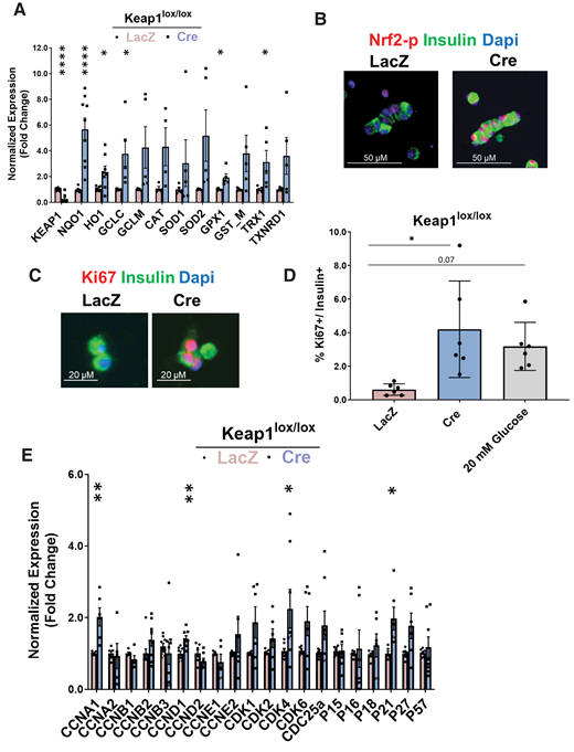 Genetic Nrf2 gain of function increases β-cell proliferation ex vivo. Dispersed Keap1lox/lox islets were transduced with Cre- or LacZ-expressing adenoviruses. A: After 72 h, RNA was isolated, and mRNA for Keap1, Nrf2, and known Nrf2 target genes were measured. B and C: Keap1lox/lox islets were transduced with LacZ- or Cre-expressing adenoviruses and immunolabeled with insulin and Nrf2-p or insulin and Ki67 antibodies. D: Percentage of proliferating insulin-positive cells was calculated. E and F: Keap1lox/lox islets were isolated and transduced with Cre or LacZ adenoviruses. After 24 h, RNA was extracted, and the expression of cell-cycle regulators or β-cell identity genes was measured. G: Keap1lox/lox mice were crossed with Nrf2lox/lox to make double-KO Keap1lox/lox-Nrf2lox/lox mice. H–J: Keap1lox/lox-Nrf2lox/lox or Keap1lox/lox islets were isolated, transduced with Cre or LacZ adenoviruses, and stained for insulin and Ki67 (H) or were extracted for RNA and measured for expression of cyclins (I) and Nrf2 target gene (J) that produce NADPH. Percentage of Ki67-positive and insulin-positive cells was calculated. Data are mean ± SEM. *P < 0.05, **P < 0.005, ****P < 0.0001 compared with LacZ controls; #P < 0.0001 Cre-treated Keap1lox/lox-Nrf2lox/lox compared with Cre-treated Keap1lox/lox.
