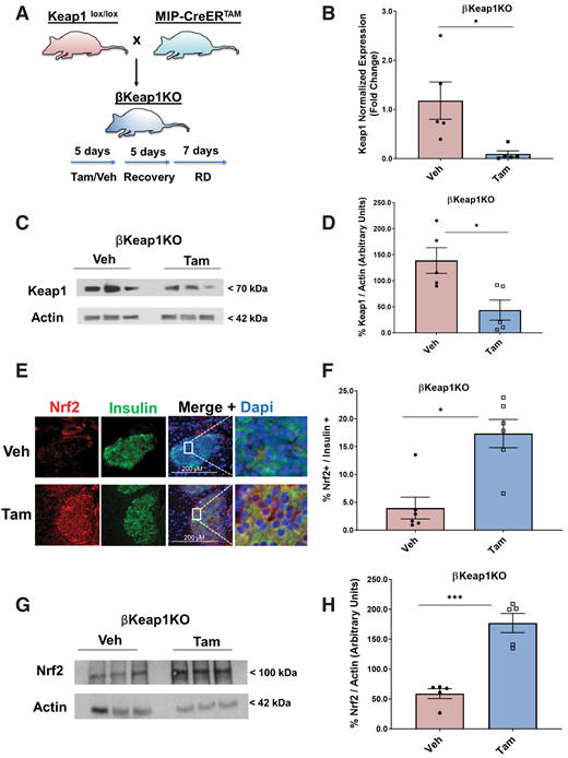 Genetic Nrf2 gain of function increased β-cell proliferation and mass in vivo. A: MIP-CreERTAM and Keap1lox/lox mice were crossed to generate βKeap1KO mice, which were injected daily for 5 days with Tam or vehicle (Veh) (corn oil), followed by 5 days of recovery and 1 week on an RD. B: Islets were isolated from βKeap1KO mice, RNA was extracted, and Keap1 expression was measured. C and D: Islet protein extracts from βKeap1KO mice were immunoblotted against Keap1 and actin antibodies. Keap1 levels were then quantified using densitometry. E and F: Pancreata from βKeap1KO mice were removed, embedded, and immunolabeled with insulin and Nrf2 antibodies (inset magnification 7.5×). Percentage of Nrf2-positive/insulin-positive cells was calculated. G and H: Islet protein extracts from βKeap1KO mice were immunoblotted against Nrf2 and actin antibodies. Nrf2 levels were then quantified using densitometry. I and J: Pancreata from βKeap1KO were immunolabeled with insulin and Ki67 antibodies, and the percentage of cells positive for both Ki67 and insulin was calculated. K and L: Islet protein extracts from βKeap1KO mice were immunoblotted against cyclin D1 and actin antibodies. Cyclin D1 levels were then quantified using densitometry. M–P: βKeap1KO pancreata from Tam- or Veh-treated mice were immunolabeled with insulin. β-Cell mass and islet morphometry (total islet numbers per pancreatic area) were determined (magnifications 10×, inset 50×). Q and R: βKeap1KO mice were fed an RD or HFD for 29 days. Their pancreata were immunolabeled for insulin, and β-cell mass was calculated (magnification 10×, inset 15×). S and T: Intraperitoneal glucose tolerance testing was performed in βKeap1KO mice fed an RD or HFD for 29 days after an overnight fast. Area under the curve (AUC) was calculated. Data are mean ± SEM. *P < 0.05, **P < 0.005, ***P < 0.0005, ****P < 0.0001. L, large; M, medium; S, small; XS, extrasmall.