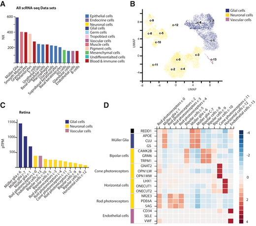 REDD1 expression was dominant in retinal Müller glia. REDD1 expression was evaluated in the meta-analysis of scRNA-seq data sets on the Human Protein Atlas (available from https://www.proteinatlas.org). A: Bar graph depicting top 15 normalized expression (NX) values for REDD1 in all single cell types within the meta-analysis. Color coding is based on groups of cells that share common functional features. B: Visualization of 13 single-cell clusters (c1–13) observed in the sequencing analysis of postmortem human retina by a Uniform Manifold Approximation and Projection (UMAP) plot. Each dot represents a single cell. Color intensity for individual cells is according to the percentage of maximum expression (log2(read_count + 1)/log2(max(read_count + 1) ∗ 100) in five different bins (i.e., <1%,<25%,<50%,<75%, and ≥75%). C: Bar graph illustrating REDD1 expression for each retinal cell cluster. pTPM, protein-transcripts per million. D: Heat map of Z-scores for REDD1 expression in retinal cell clusters relative to other established markers of cell type. Image credit: Human Protein Atlas (https://www.proteinatlas.org/ENSG00000168209-DDIT4/celltype).