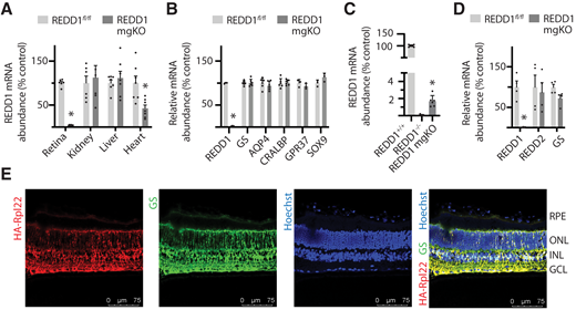 Conditional deletion of REDD1 nearly eliminated retinal REDD1 expression. A: REDD1 mRNA abundance was evaluated in retina, kidney, liver, and heart of REDD1fl/fl and REDD1-mgKO mice by PCR analysis. B: REDD1, GS, AQP4, CRALBP, GRP37, and SOX9 mRNA abundances were evaluated in retinal lysates. C: REDD1 mRNA abundance was evaluated in the retina of REDD1+/+, REDD1−/−, and REDD1-mgKO mice. D: REDD1, REDD2, and GS expression in primary retinal Müller cells was evaluated. Data points represent biological replicates. Bars are means ± SD (n = 4–7). *P ≤ 0.05 vs. REDD1fl/fl in A, B, and D or REDD1−/− in C. E: Müller cell–specific Cre expression was assessed by crossing Pdgfra-Cre mice with mice homozygous for a mutation targeted to the Rpl22 locus harboring a loxP-flanked wild-type C-terminal exon 4, followed by an identical C-terminal exon 4 that is tagged with three copies of the hemagglutinin (HA) epitope before the stop codon. Whole eyes were isolated and cryo-sectioned into sagittally oriented longitudinal cross-sections. HA-Rpl22 reporter colocalization with the Müller cell–specific marker GS was evaluated in retinal cross-sections by immunofluorescence. Hoechst was used to visualize nuclei. GCL, ganglion cell layer; INL, inner nuclear layer; ONL, outer nuclear layer; RPE, retinal pigment epithelium.